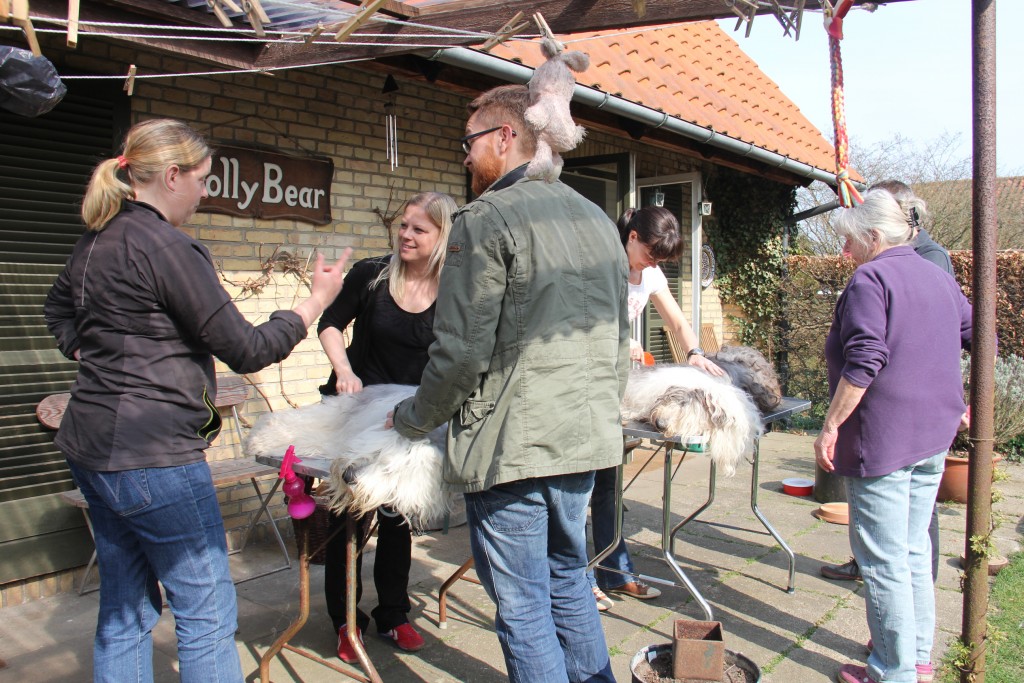 Undervisning i pelspleje hos Kennel Jolly Bear J-kuld